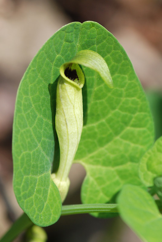 Aristolochia lutea